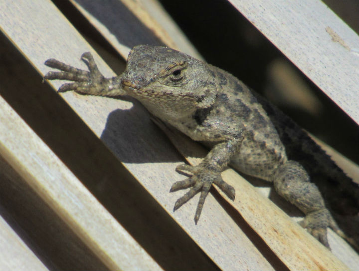 Western Fence Lizard